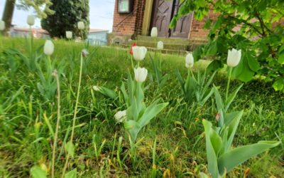 BBJ pflanzt Tulpen in Jüterbog und Ortsteilen