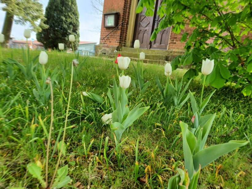 BBJ pflanzt Tulpen in Jüterbog und Ortsteilen